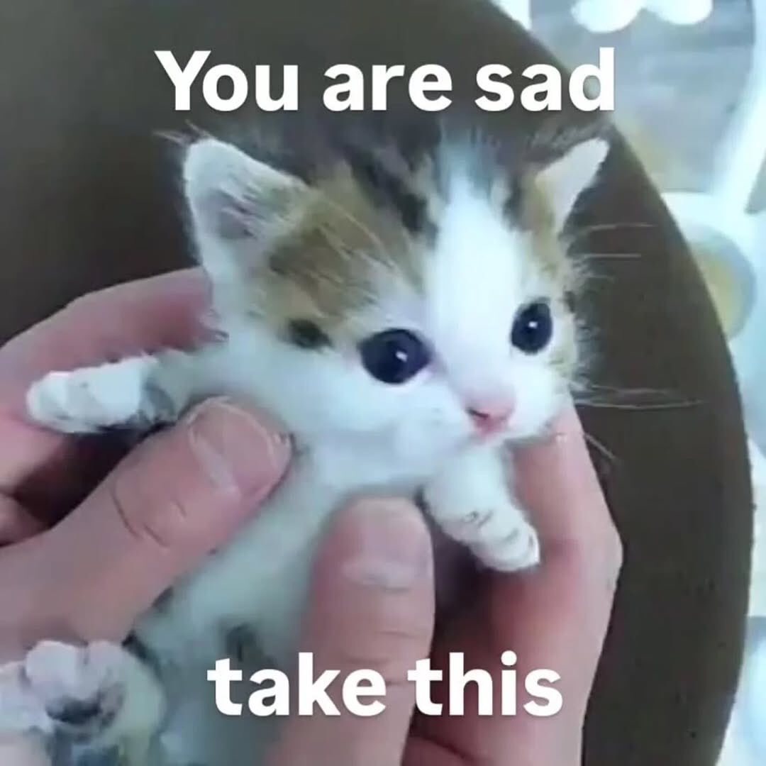 Catsillyness's tweet photo. Take this https://t.co/k9Ogg0UHbn