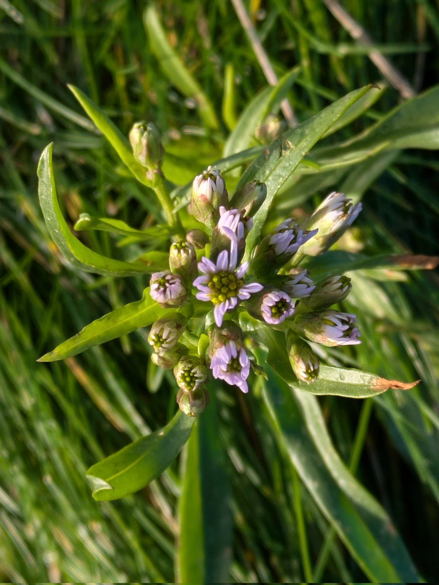 I think it is time for me to move away from X. I do not like how the app is going, and my feed is now dominated by far-right topics, and just full of hatred. It is no longer the botany/ecology network that I initially joined for. 
Follow me in Bluesky: ollysflora123.bsky.social