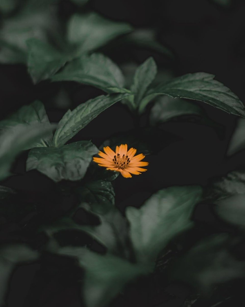 ভুলগুলো যদি ফুল হয়ে ফুটতো😊