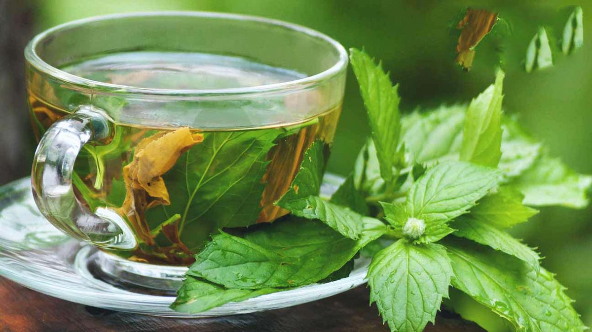 SCENT LEAF aka BASIL, African BASIL, holy BASIL or EFIRIN in Yoruba CAN BE USED effectively to treat

Migraine, sore throat, kidney stone, fungal infection, ear aches and infections, fatigue, vitiligo, nose bleeds, hang over, pancreatitis, bronchitis, cough, whooping cough etc.👇