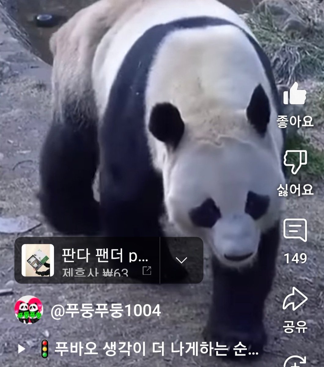panda_fubao's tweet photo. 1.21 
푸바오처럼 번식원으로 사라진 판다 허허
혈관을 반복해서 찔러서 혈관이 울퉁불퉁 튀어나오고 부어있음. 
깡 말라서 한번도 6살 수컷 판다의 큰 덩치를 본적이 없고, 아프고 고통스러운지 머리를 쥐어뜯고 구르기하고, 항상 힘없이 계단과 바닥에 털썩 업드려있던 우리 허허..
#Panda #China https://t.co/UmkH1i23fp