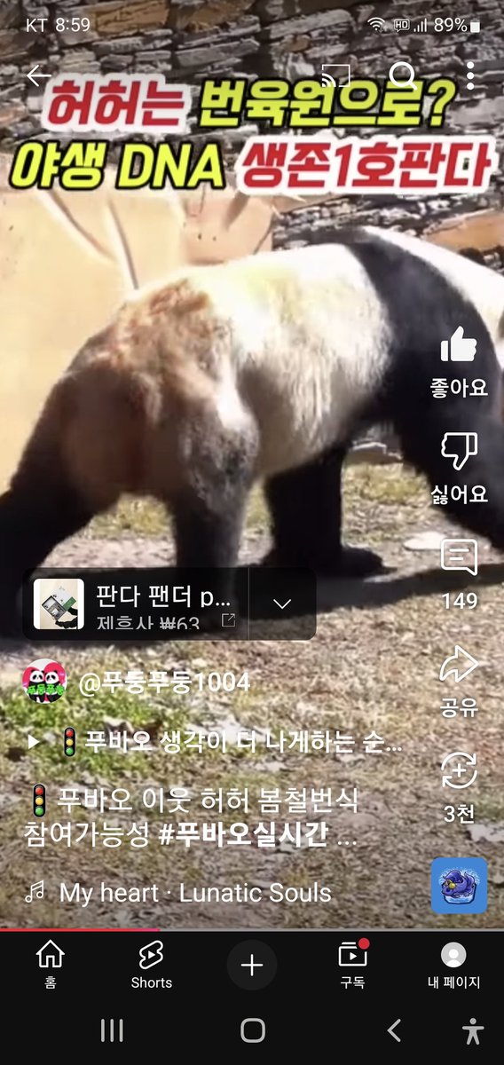 panda_fubao's tweet photo. 1.21 
푸바오처럼 번식원으로 사라진 판다 허허
혈관을 반복해서 찔러서 혈관이 울퉁불퉁 튀어나오고 부어있음. 
깡 말라서 한번도 6살 수컷 판다의 큰 덩치를 본적이 없고, 아프고 고통스러운지 머리를 쥐어뜯고 구르기하고, 항상 힘없이 계단과 바닥에 털썩 업드려있던 우리 허허..
#Panda #China https://t.co/UmkH1i23fp