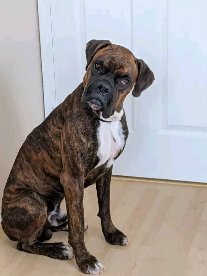 Boxerheave40's tweet photo. Great photography 🥰🥰 https://t.co/7VeRBGfuWp