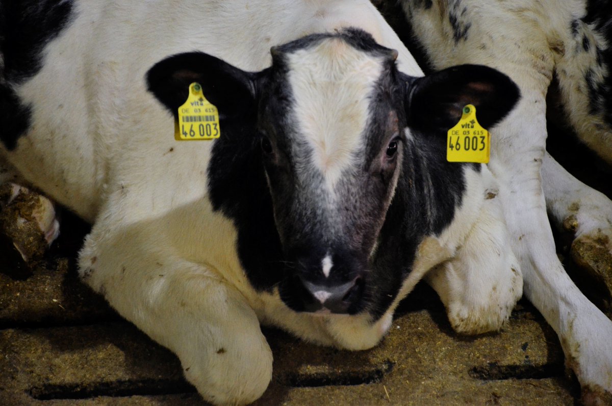 Bijna 90% van onze beschermde natuurtypen verkeert in matige tot slechte staat. De enige echte oplossing is een omslag naar ecologische landbouw en dus een drastische inkrimping van de veestapel. Onze omgang met dieren maakt alles maar dan ook werkelijk alles kappot.