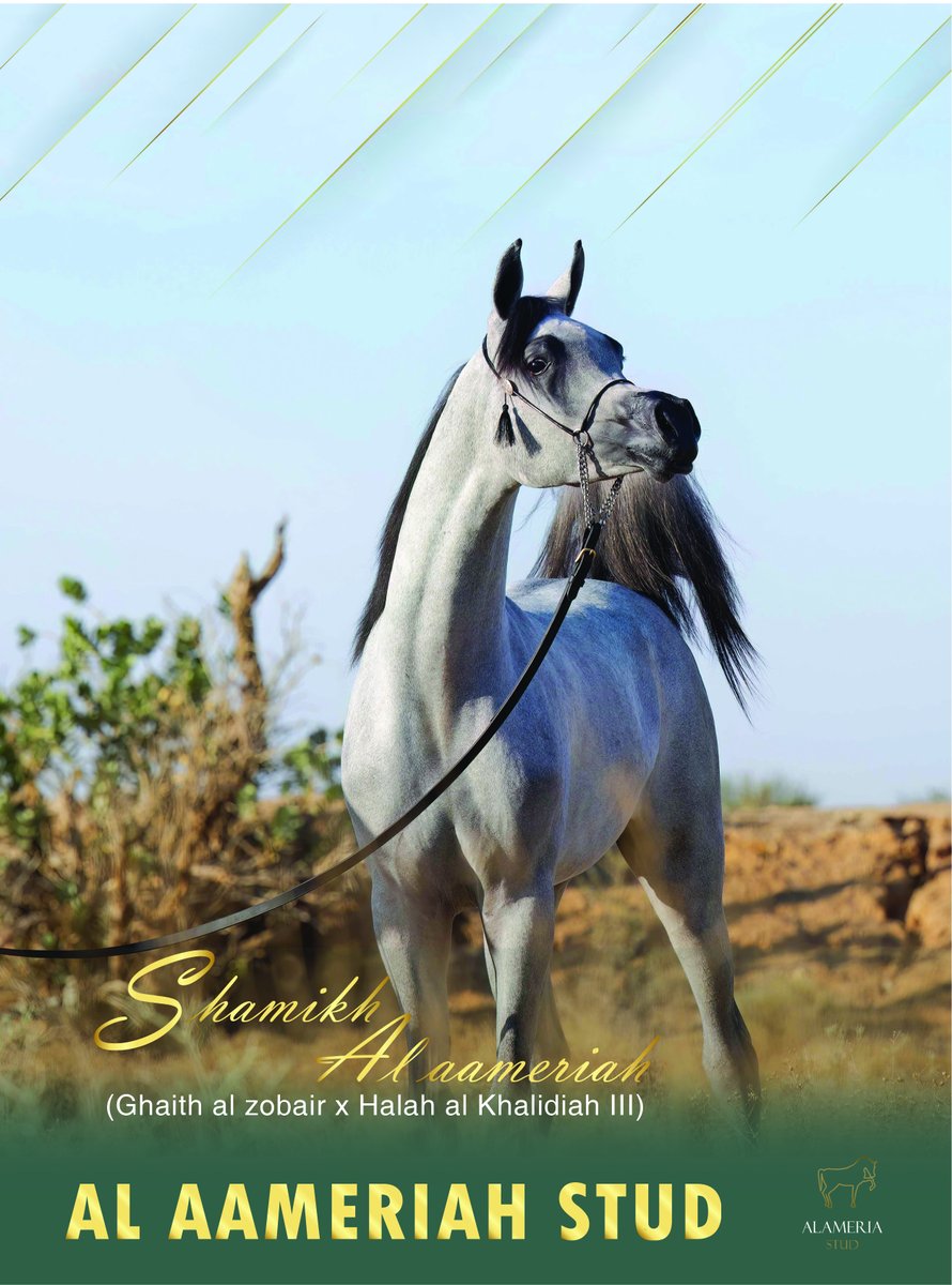 saheel2010's tweet photo. بتوفيق الله .. صدر اليوم العدد السادس عشر من مجلة #صهيل 

نحن دائماً معكم نعتز بثقتكم https://t.co/v2sR89fkwb