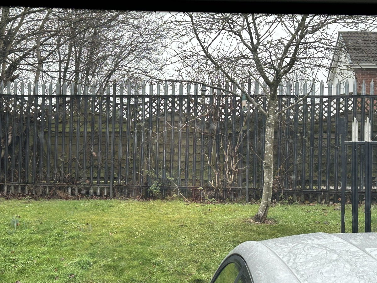 KCEclasses456's tweet photo. The bird feeders we can see from Rowan class have been topped up - now we’ll see which birds come to visit. So far this year we have spotted robins, blue tits, magpies, crows, sparrows and blackbirds. We are ready for the #BigSchoolsBirdwatch! 🐦‍⬛ @RSPB_Learning #kceScience https://t.co/AlslkV3VQX