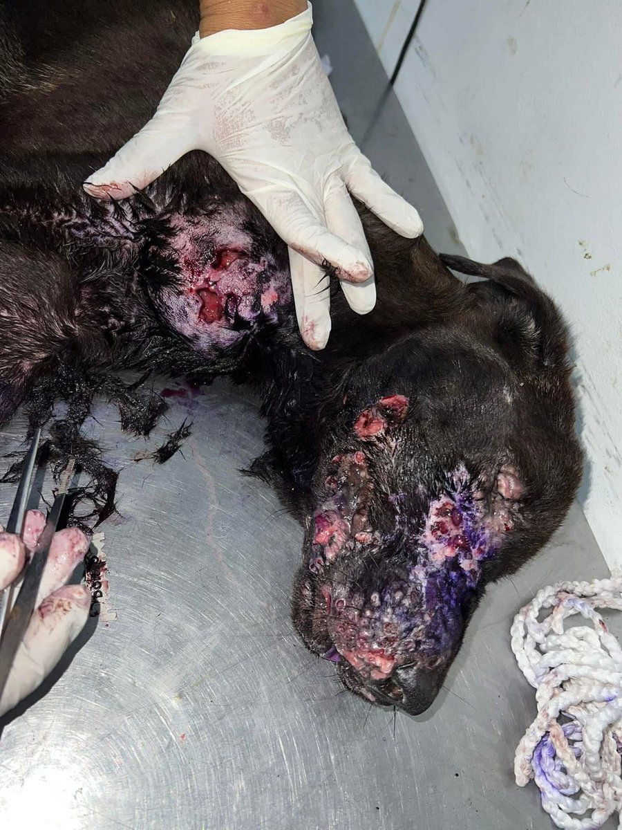 adoptame_col's tweet photo. Perrito rescatado fue valorado en la veterinaria de la Dra Kelly, allí realizan exámenes los cuales muestran infección bastante avanzada. Aparte varias de sus heridas engusanadas y adicionalmente es cieguito.
Tiene una especie de tumores. https://t.co/KmlLbOVYcM