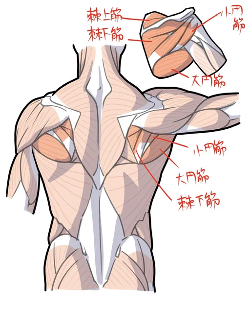 簡単な解説だと省略されがちな肩甲骨周りの筋 