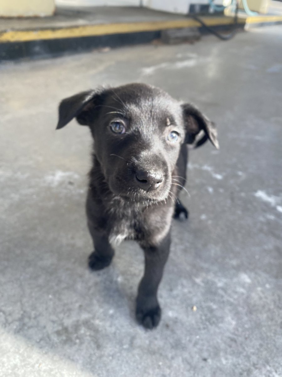 SEGUIMOS BUSCANDO HOGAR PARA ESTA PERRITA HERMOSA . ZONA ENSENADA