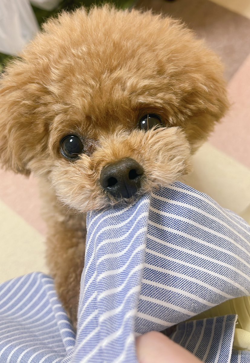 honda_mosamosa's tweet photo. YouTubeのチャンネル登録が1600人になりました！！(´⊙ω⊙`≡´⊙ω⊙`)ありがとうございます！！いつのまにか1500越えてた！！！更新少ないですが、これからもよろしくお願いします…！ #本多真梨子とここあ #うちのここあ https://t.co/VYqF2iGEl7