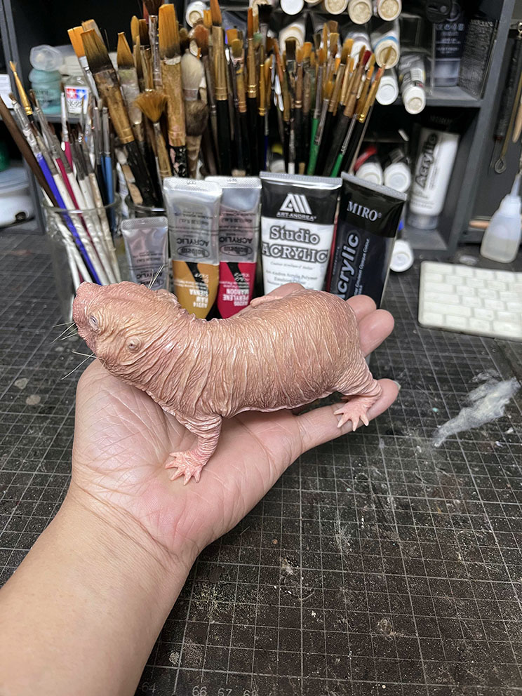 裸鼴鼠 / Heterocephalus glaber