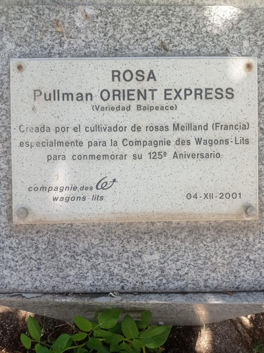 Fundación de los Ferrocarriles Españoles (@ffe_es) on Twitter photo Estos esquejes de rosa vienen de Caracolas de <a href="/Renfe/">Renfe</a> y tendrán un nuevo hogar en el jardín del Palacio de Fernán Núñez, sede de <a href="/ffe_es/">Fundación de los Ferrocarriles Españoles</a>
Son rosas Pullman Orient Express (variedad Baipeace), creadas por el cultivador de rosas Meilland especialmente para conmemorar el 125.º Estos esquejes de rosa vienen de Caracolas de <a href="/Renfe/">Renfe</a> y tendrán un nuevo hogar en el jardín del Palacio de Fernán Núñez, sede de <a href="/ffe_es/">Fundación de los Ferrocarriles Españoles</a>
Son rosas Pullman Orient Express (variedad Baipeace), creadas por el cultivador de rosas Meilland especialmente para conmemorar el 125.º