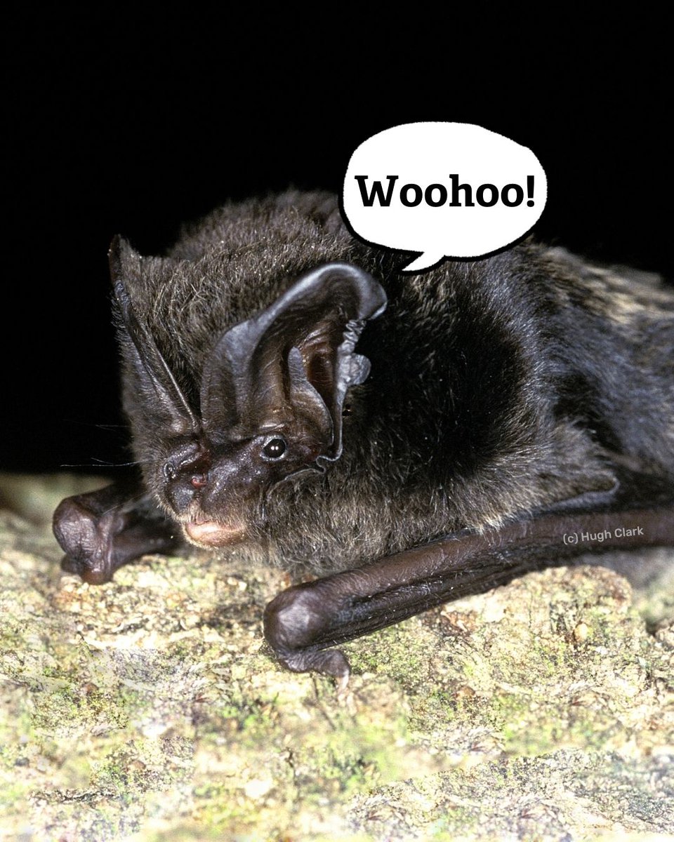 Norfolk Wildlife Trust (@norfolkwt) on Twitter photo A win for wildlife! ๐
<a href="/NorfolkCC/">Norfolk County Council</a> have withdrawn their application for the Norwich Western Link ๐ฅ
We're so glad that the threat this road posed to vital Norfolk habitats has finally been realised, & so grateful for everyone's support throughout this campaign. Viva la bat! ๐ซถ๐ฆ A win for wildlife! ๐
<a href="/NorfolkCC/">Norfolk County Council</a> have withdrawn their application for the Norwich Western Link ๐ฅ
We're so glad that the threat this road posed to vital Norfolk habitats has finally been realised, & so grateful for everyone's support throughout this campaign. Viva la bat! ๐ซถ๐ฆ