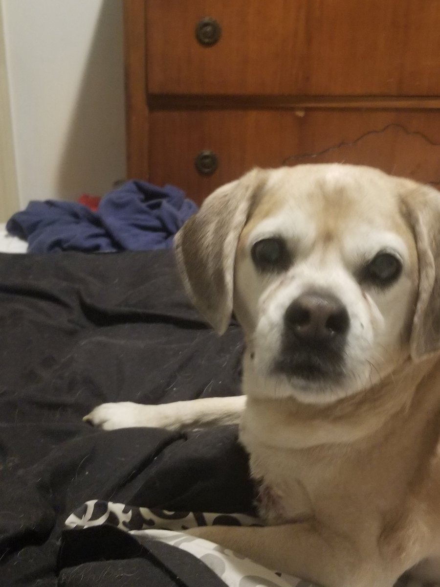 Slither613's tweet photo. Today i had to put down my best friend, Buddy I'll  never forget you . Luv you my monkey dog . I'll  be there soon with https://t.co/GhznPBKcVw Nolan . https://t.co/WnoXW5xh75