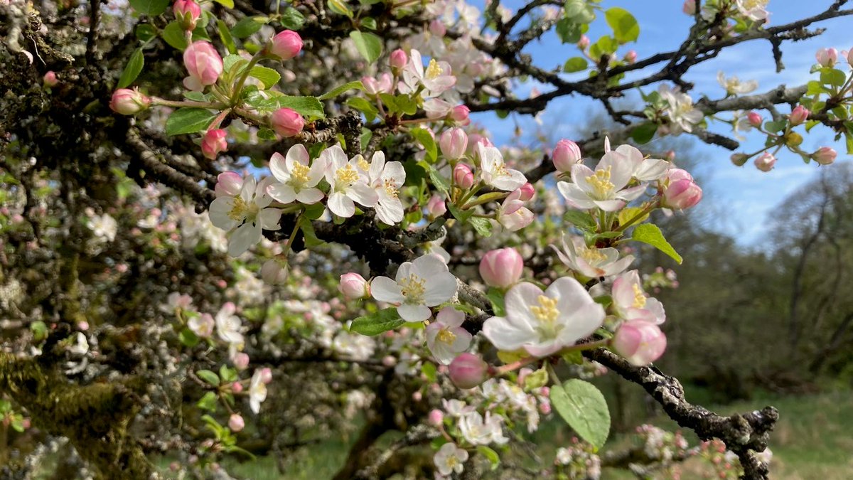 Note: Apple event is 28th of Jan, i..e tues night. Book free ticket here: fienta.com/galloway-crab-…