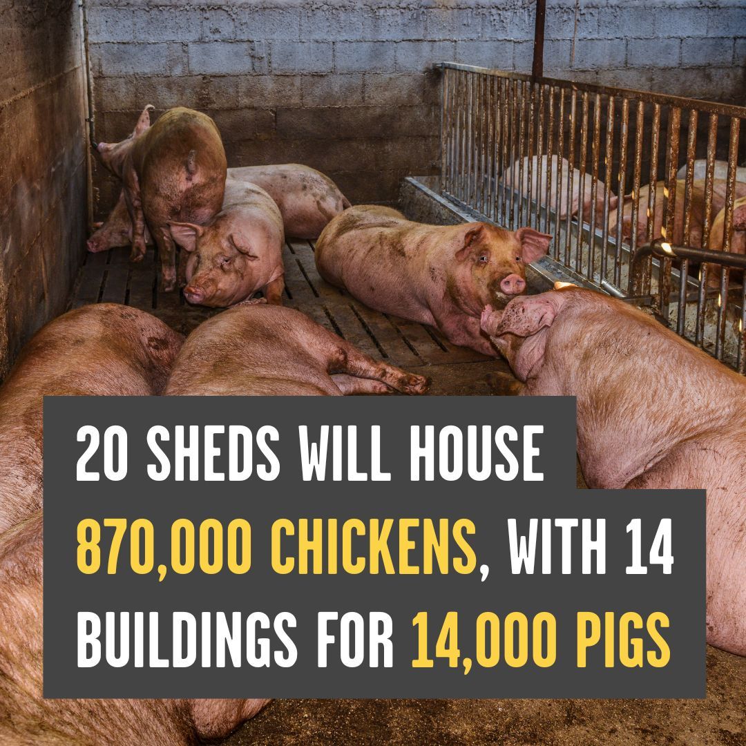 🚨 Stop a climate disaster in West Norfolk 

Cranswick plans to build a megafarm, yet has deliberately left greenhouse gas emissions out of their planning application, hiding the huge climate impact.

👉 Sign &amp; send our letter to object in a few clicks: buff.ly/4f2qISl