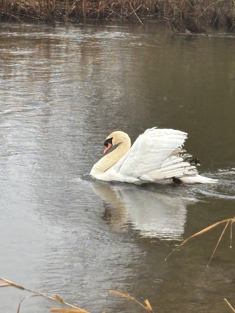 This chap quickly realised this lunchtime that swanning around on A47 wasn't a good idea! Thankfully members of public kept him safe till we arrived. With their help and colleagues we managed to get him safely in the truck and returned to water just down the road.