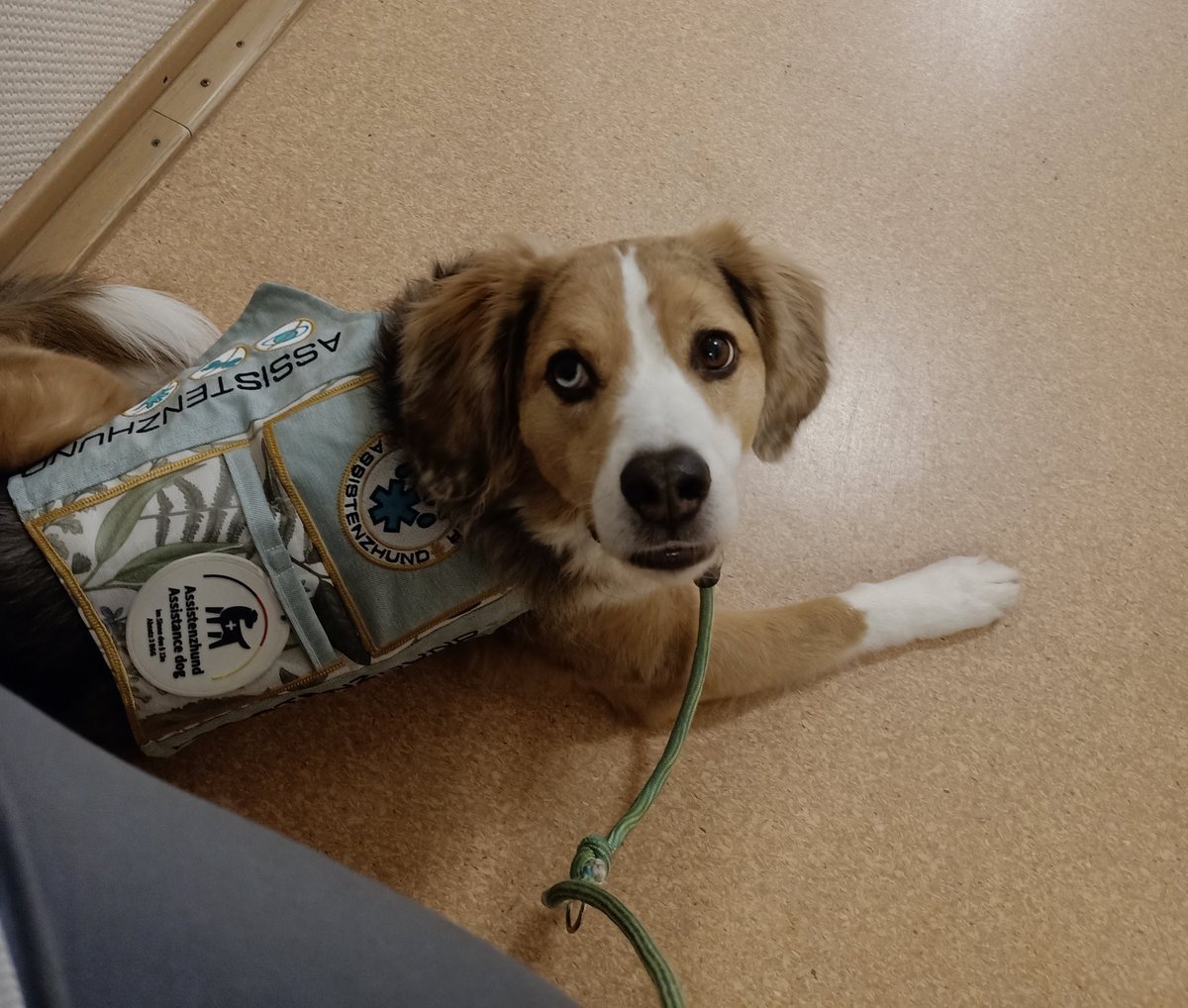 Geschafft #twitterrudel !

Jetzt hab ich mir mein Mittagessen aber mehr als verdient 😋

#assistenzhund #assistenzhundnrw #servicedog