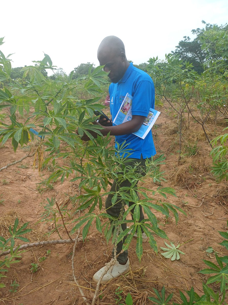 Participants conducted a field test on disease identification, utilizing the Plantvillage Application along side visual assesment. It was truly an engaging and insightful experience.