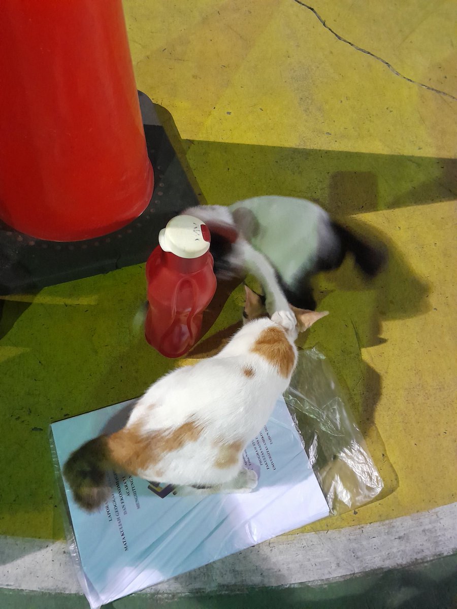 bentar lagi demis, gabisa liat kucing penunggu sekre bem ini lagi