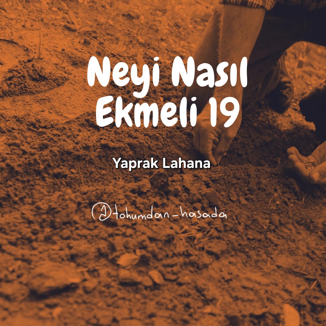 tohumdan_hasada's tweet image. Yaprak lahana Part 2 

#tohum #atatohumu #yerlitohum