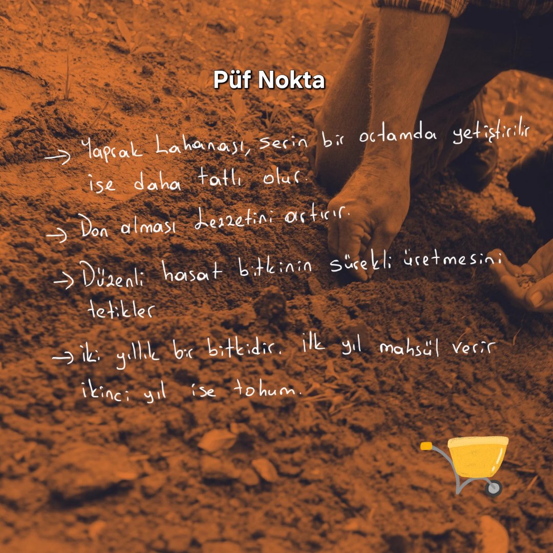 tohumdan_hasada's tweet image. Yaprak lahana Part 2 

#tohum #atatohumu #yerlitohum