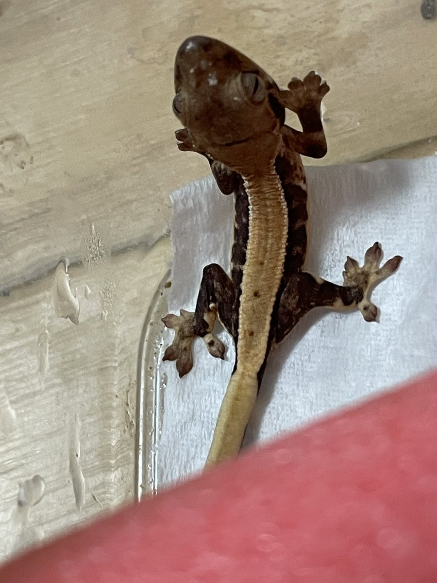 こないだ産まれた子が過去一小さくて不安
元気は元気だがとにかく小さい