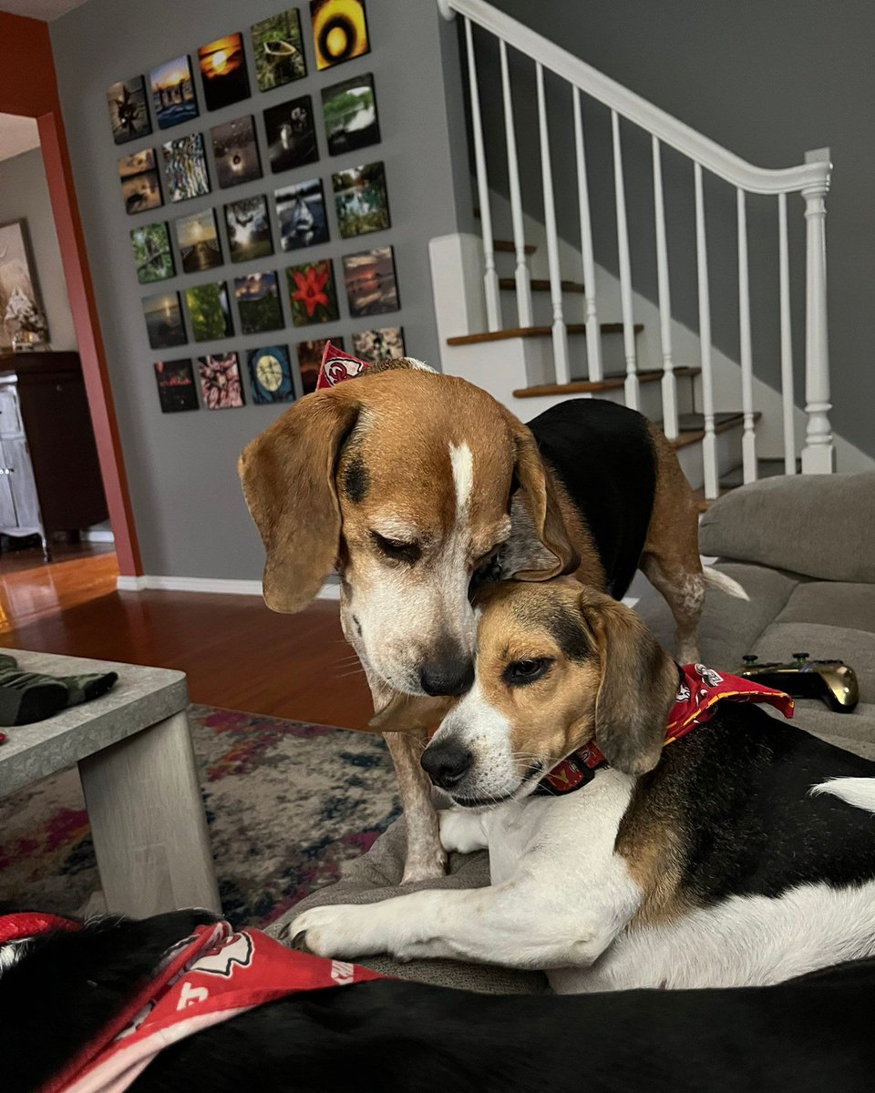 Beagle Facts tweet media