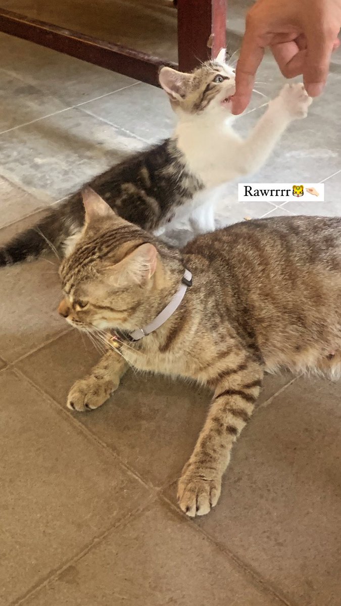jumee_jee's tweet photo. RAWWWRRR🐯🤏🏻🤏🏻🤏🏻 https://t.co/mzxBwuZQcS