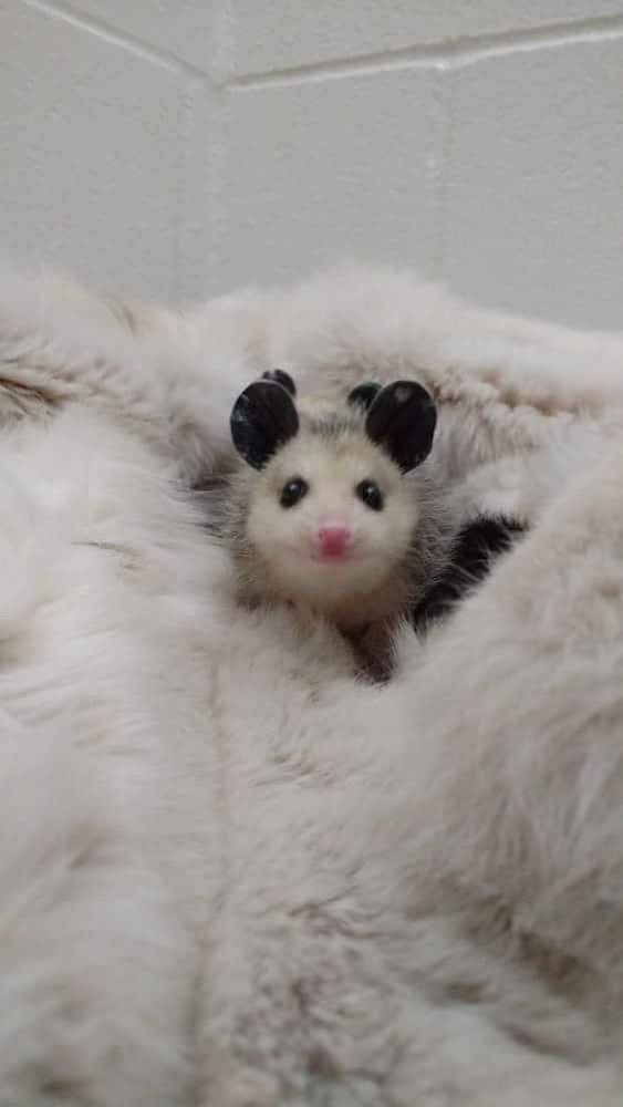 Possum_Daily's tweet image. #Possum #Possum_Daily