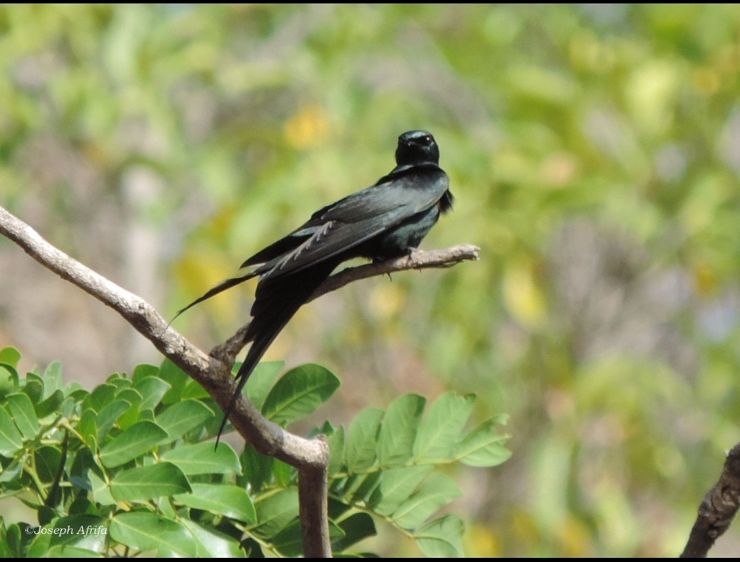 Fanti Saw-wing (Psalidoprocne obscura)
A small swallow with a long, deeply forked tail. An Afro-tropic species that is widely spread across its range. A breeding visitor in northern Nigeria but resident in the southern part of the country.
📷: <a href="/SIR_JOE11/">Joseph Kwasi Afrifa</a> 
#CitizenScience
#birds