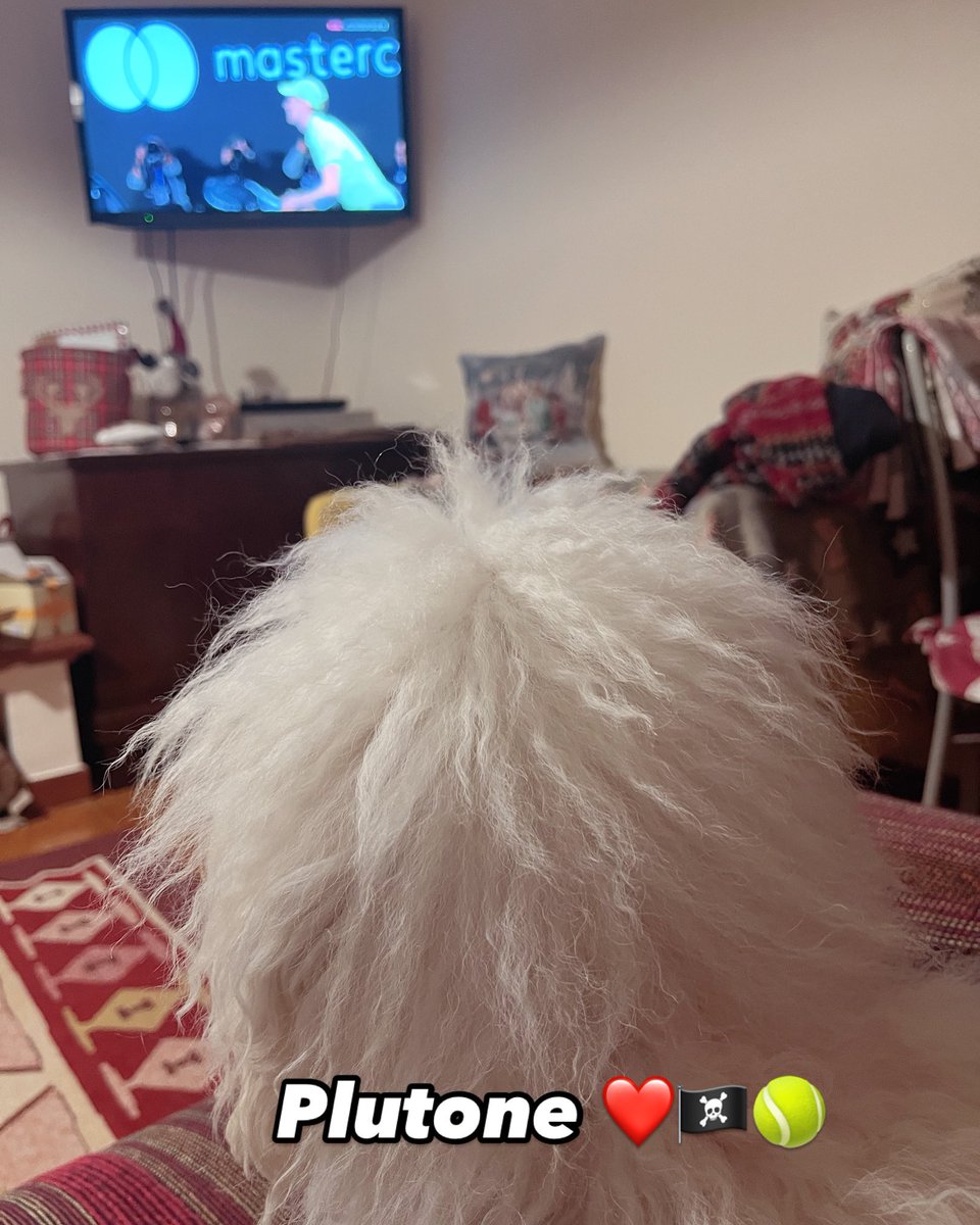 chiarasbrana's tweet image. ❤️🏴‍☠️Anche Plutone guarda #Sinner 🎾                                #Plutone
 #plutonedellacortedelpiola #bolognese #caneitaliano #canebolognese #cuccioli #cani #canifelici #dogs