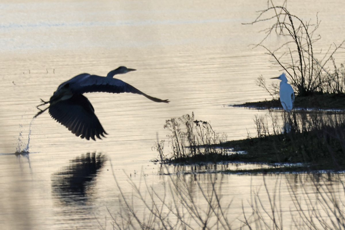 The flooding situation has improved massively, the full outer perimeter footpath can be walked and whilst only a small section of the Visitor Trail (Beach Hut to Corfe Castle) is open at the moment, we aim to get the rest open asap. Photo by Roger Bennett.