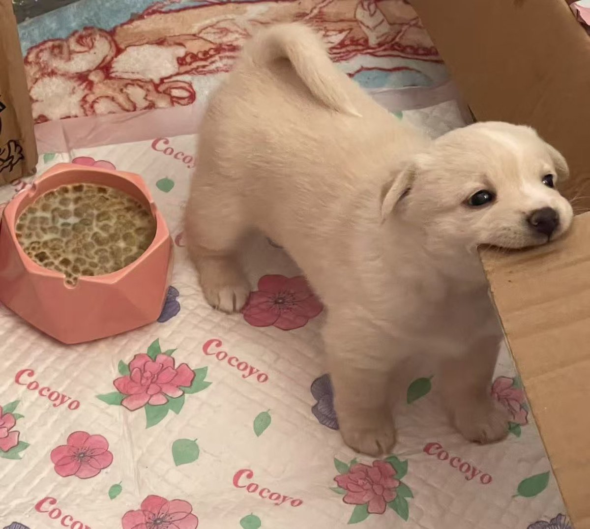 이빨이 나기 시작해서 간지러운 강쥐