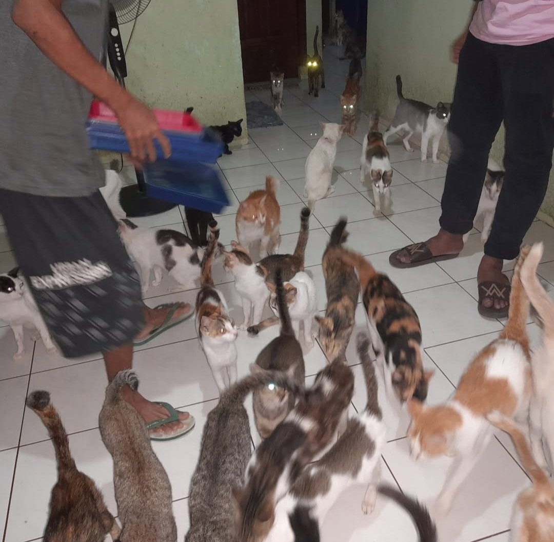 meowtcha5's tweet photo. Kucing2 Gizmorescue Butuh Rumah Baru 

Untuk kesekian kalinya rumah gizmorescue bermasalah, kali ini akhir Maret tahun  ini harus sudah pindah, kontrak sewa tidak diperpanjang, 
Untuk Berdonasi:
https://t.co/vEWeFmG9SR

#catlover #shelterkucing #donasi
Ibunya super baik banget🥹 https://t.co/Cy2gXWVUlR