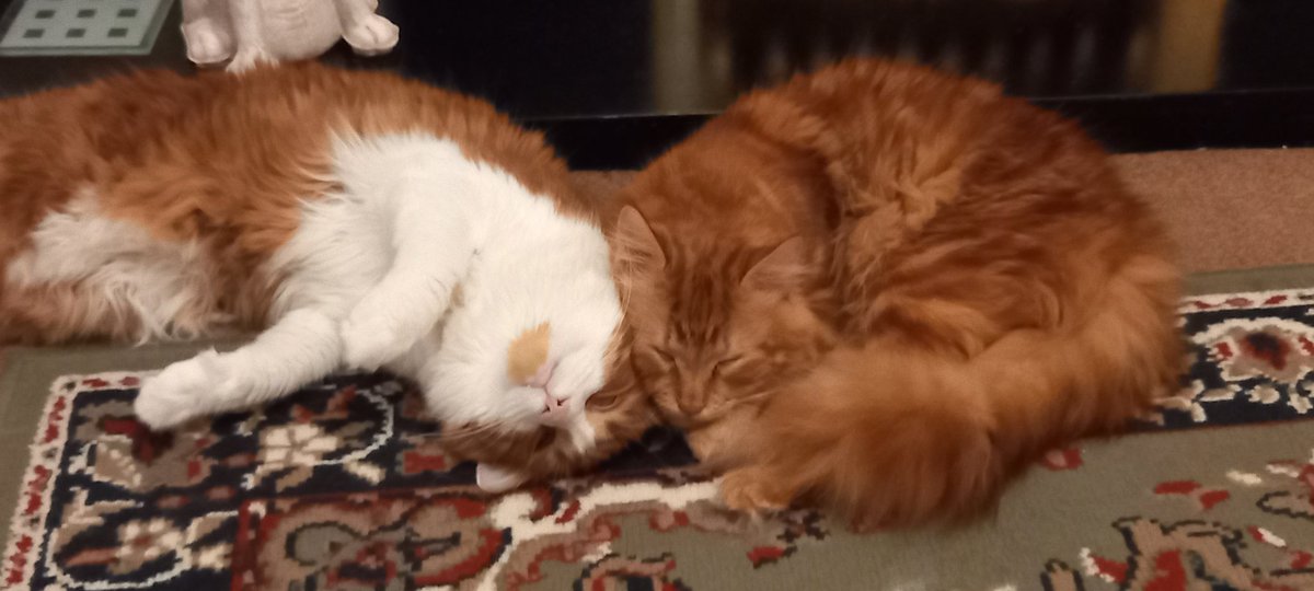 KPNUTTY's tweet photo. @HoundshillSC @magson_chris My cats make me happy.  In fact I'd be miserable without them https://t.co/xNJA8UeCU9