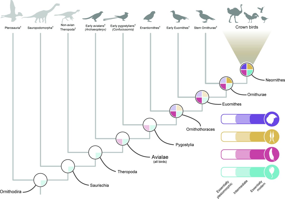 Alberta Claw (@albertonykus) on Twitter photo If you need a summary of recent advances in the field of bird paleontology, my labmates at <a href="/fieldpalaeo/">Field Palaeobiology Research Group</a> have a new paper out reviewing the origins of the avian brain, palate, wing skeleton, and air-filled bones! royalsocietypublishing.org/doi/10.1098/rs… #birds #dinosaurs If you need a summary of recent advances in the field of bird paleontology, my labmates at <a href="/fieldpalaeo/">Field Palaeobiology Research Group</a> have a new paper out reviewing the origins of the avian brain, palate, wing skeleton, and air-filled bones! royalsocietypublishing.org/doi/10.1098/rs… #birds #dinosaurs