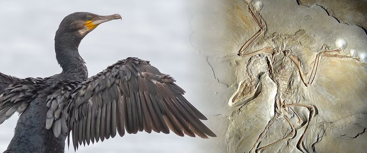 Field Palaeobiology Research Group (@fieldpalaeo) on Twitter photo There have been lots of advances in palaeornithology over the last few years. In this invited review (thanks @Tweetisaurus and <a href="/NHMdinolab/">NHMdinolab</a>) we discuss recent discoveries bearing on the origin of the bird brain, shoulder, palate, and air-filled skeleton. royalsocietypublishing.org/doi/10.1098/rs… There have been lots of advances in palaeornithology over the last few years. In this invited review (thanks @Tweetisaurus and <a href="/NHMdinolab/">NHMdinolab</a>) we discuss recent discoveries bearing on the origin of the bird brain, shoulder, palate, and air-filled skeleton. royalsocietypublishing.org/doi/10.1098/rs…
