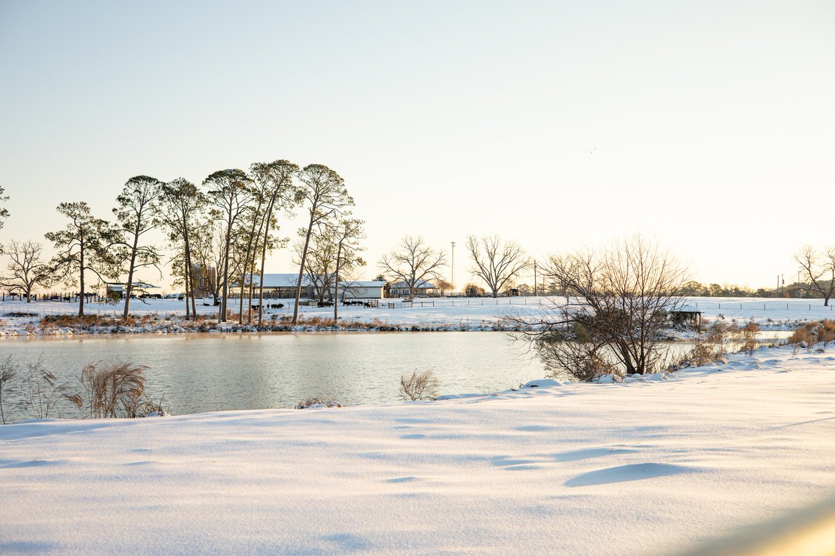 It's snow joke, Tifton is turning into a winter wonderland! ❄️Check out these chillingly beautiful photos of ABAC!🏇Stay off the roads and enjoy this historic South GA snowfall!🌨️ #thinktifton #WinterWonderland