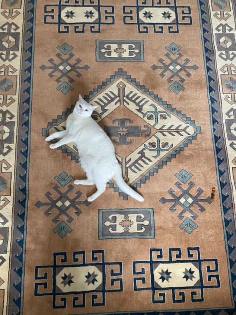 Turkish rug and Turkish cat duo 🤍
