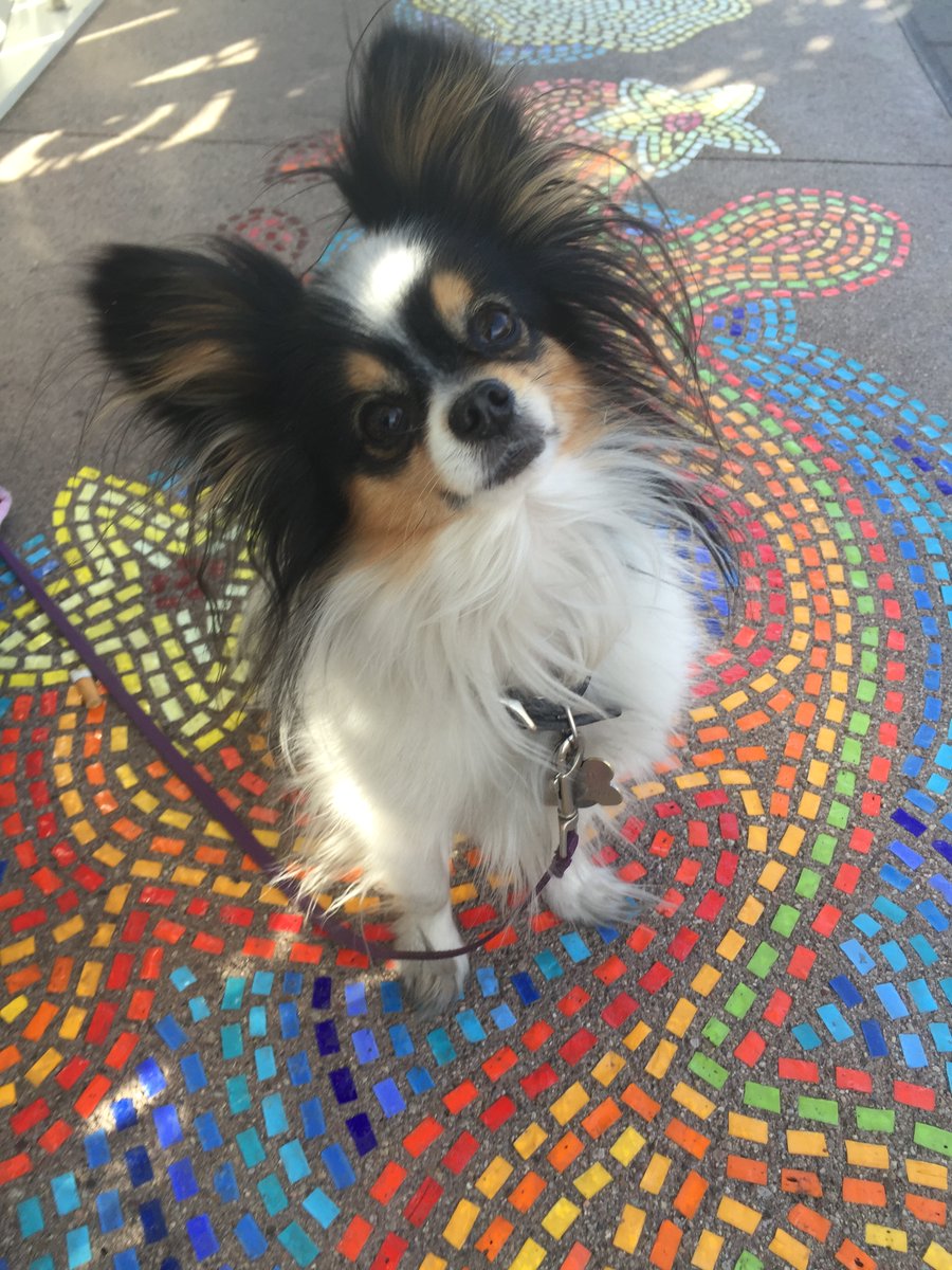 Yesterday afternoon my pretty little dog crossed the rainbow bridge. He came to me in  2008.  He lived a good long life &amp; we grew old together.💔💔I apologize to my CPP comm. for such an extended absence. My attention was all his these last few months.