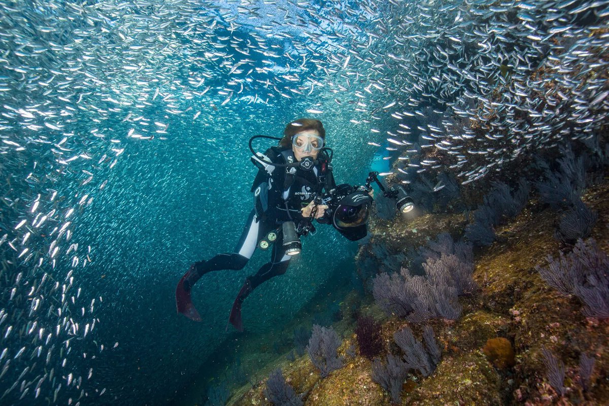 WINGS Women of Discovery (@wingswod) on Twitter photo #WINGSWomenWednesday Featuring <a href="/SylviaEarle/">Sylvia A. Earle</a>, a pioneering oceanographer & explorer. She has dedicated her life to exploring & protecting our oceans. As a Fellow since 2003, she has made groundbreaking discoveries: uncovering active volcanoes & identifying novel venom peptides. #WINGSWomenWednesday Featuring <a href="/SylviaEarle/">Sylvia A. Earle</a>, a pioneering oceanographer & explorer. She has dedicated her life to exploring & protecting our oceans. As a Fellow since 2003, she has made groundbreaking discoveries: uncovering active volcanoes & identifying novel venom peptides.