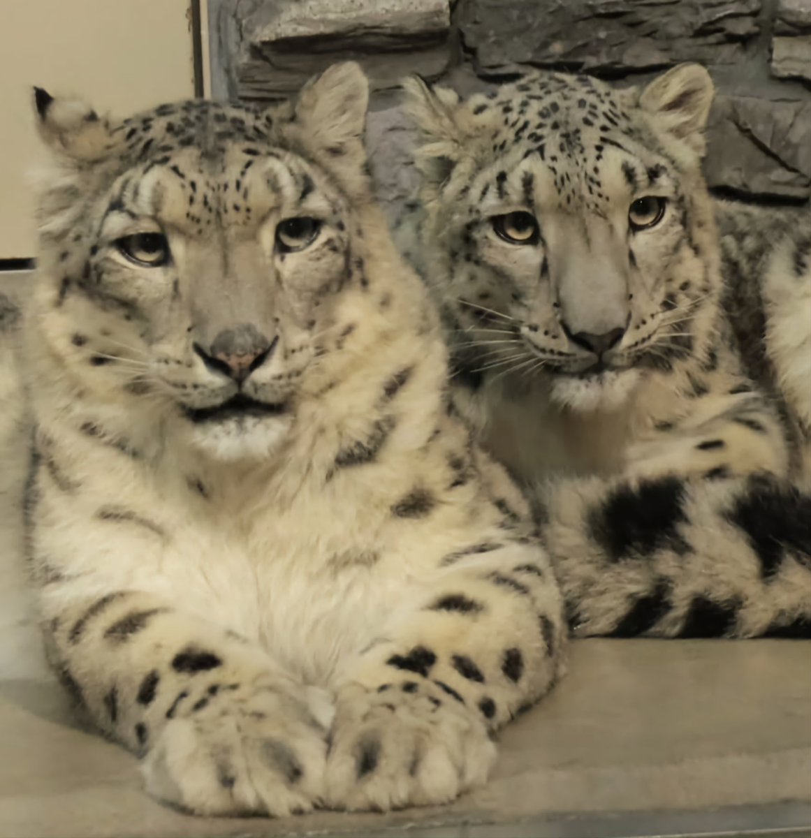 snepreactions's tweet photo. practicing annoyed expression guided by expert instructor #disinterested #apathy #snowleopard https://t.co/nMqi5UFzc0