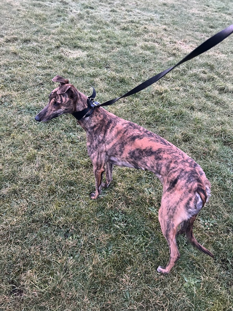 philshort90's tweet photo. Danish Ruby arrives in great nick looking forward to seeing her race for the kennel #Castell @Robertshort7 https://t.co/2Cx9H1MxIx