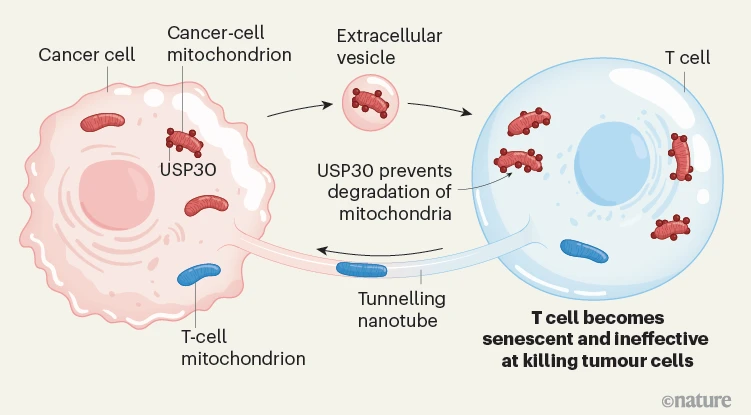 Waggoner Lab (@labwaggoner) on Twitter photo Mitochondrial swap from cancer to immune cells is a functional poison pill that thwarts anti-tumor defenses
nature.com/articles/d4158… <a href="/NatureNV/">Nature News & Views</a> <a href="/BrestoffLab/">Jon Brestoff</a>
nature.com/articles/d4158…
nature.com/articles/s4158… <a href="/Nature/">nature</a> Mitochondrial swap from cancer to immune cells is a functional poison pill that thwarts anti-tumor defenses
nature.com/articles/d4158… <a href="/NatureNV/">Nature News & Views</a> <a href="/BrestoffLab/">Jon Brestoff</a>
nature.com/articles/d4158…
nature.com/articles/s4158… <a href="/Nature/">nature</a>