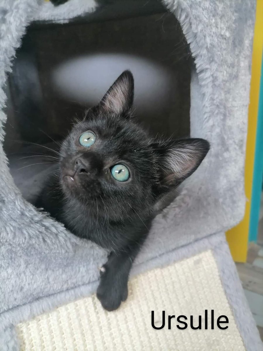 École du Chat de Quiberon 🐈 tweet media