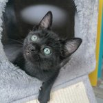 Photo by École du Chat de Quiberon 🐈 (@ChatQuiberon)