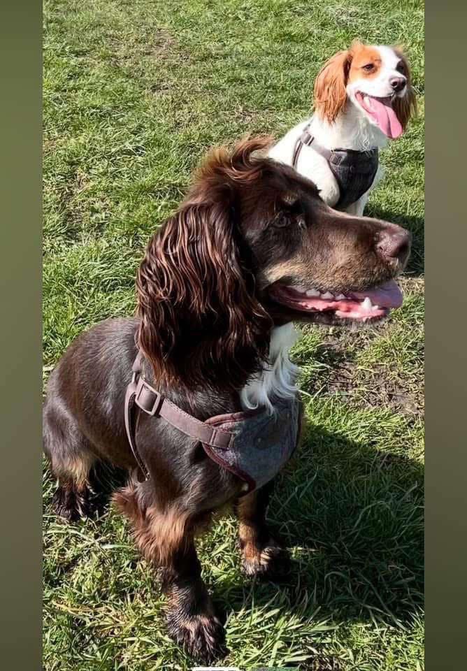 spaniel alert tweet media