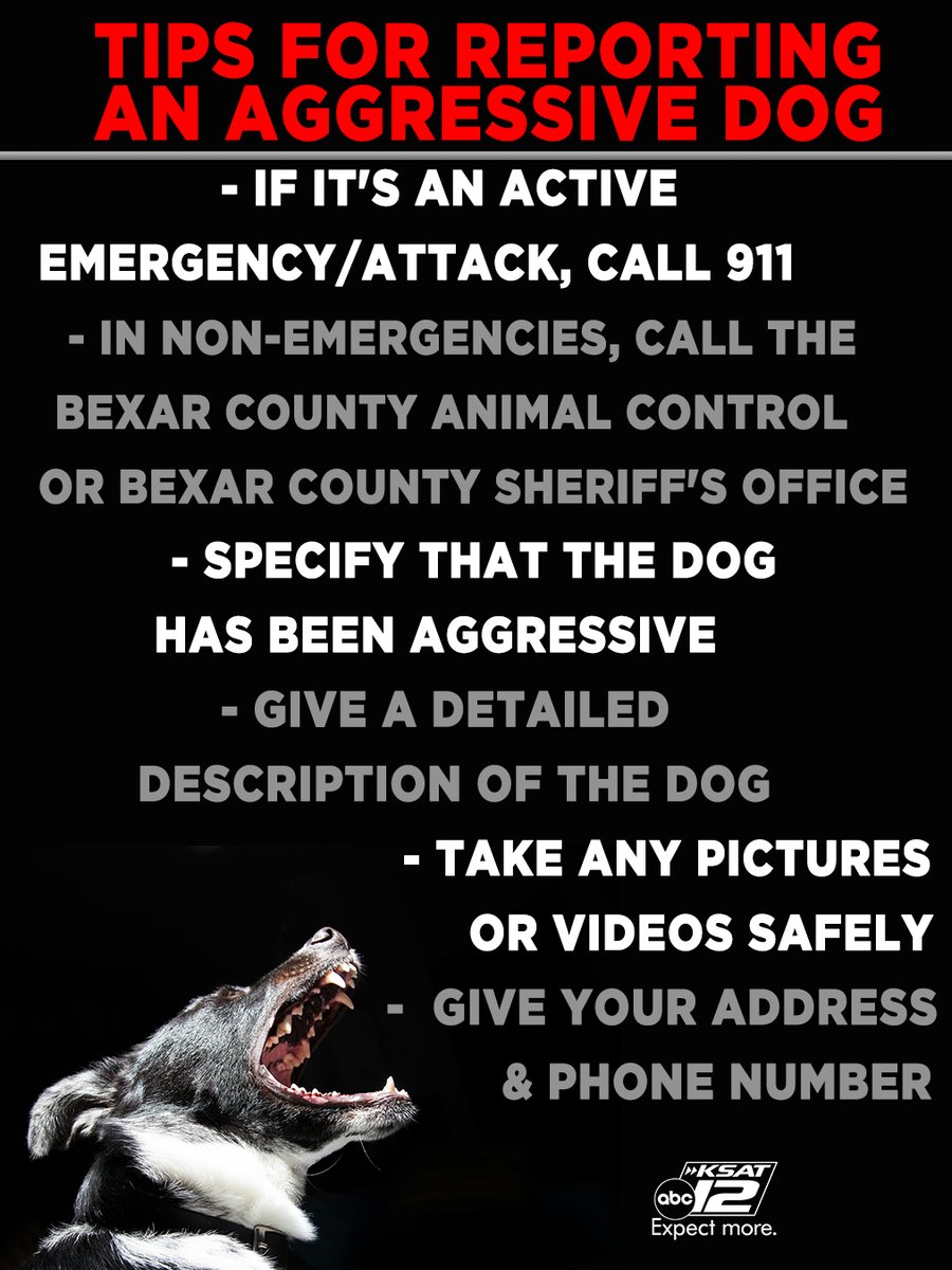 Do you have an aggressive dog in your neighborhood? Bexar County Animal Control offered advice to anyone calling about an aggressive dog.

<a href="/cfriedmanTV/">Courtney Friedman</a> Reports

FULL STORY- ksat.com/news/local/202…