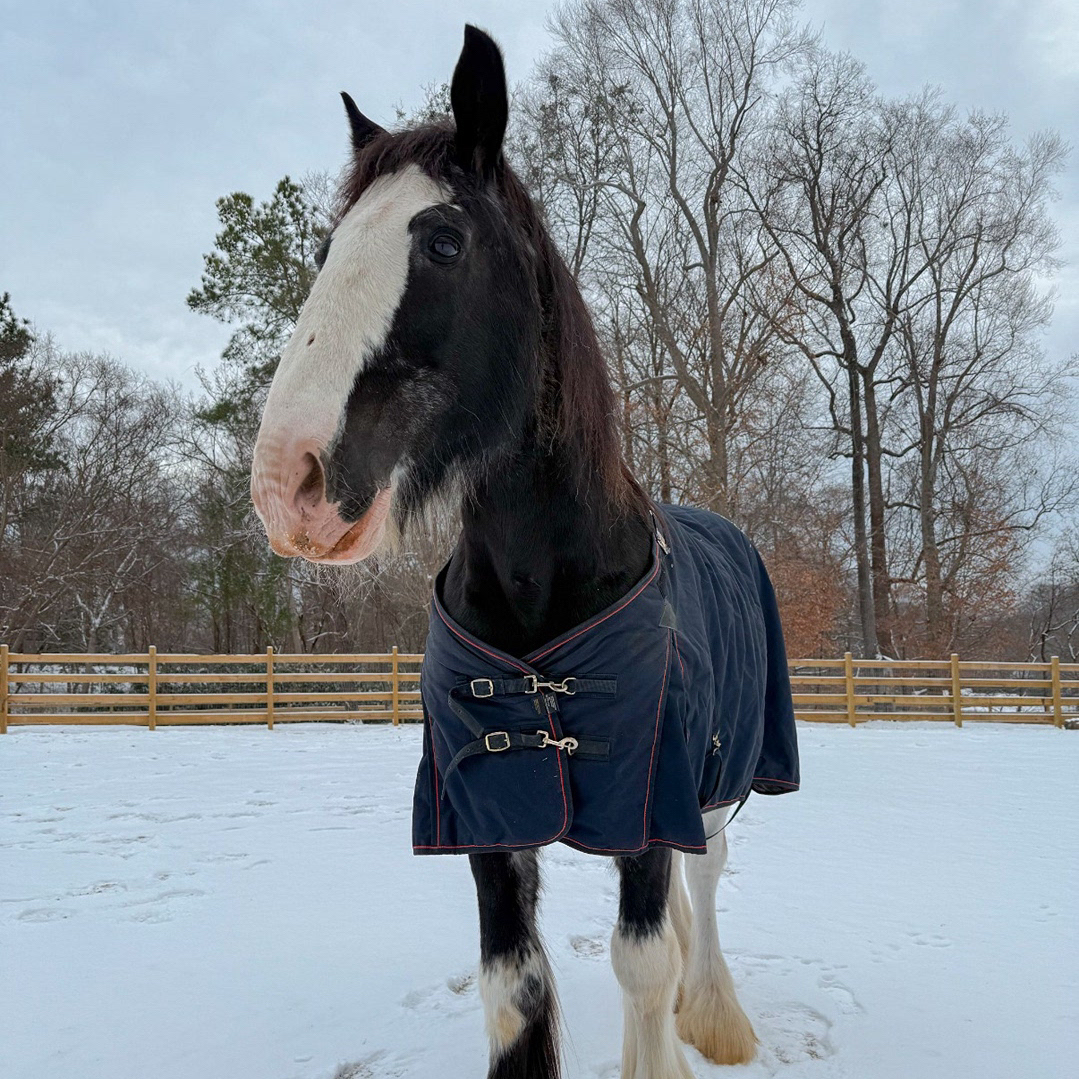 BuschGardensVA's tweet image. Thistle, Eddie, and Skye are loving the snow today! ❄️🎢